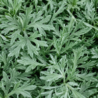 Wormwood