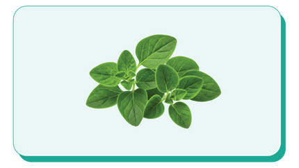 Oregano Leaf