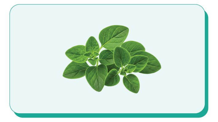 Oregano Leaf