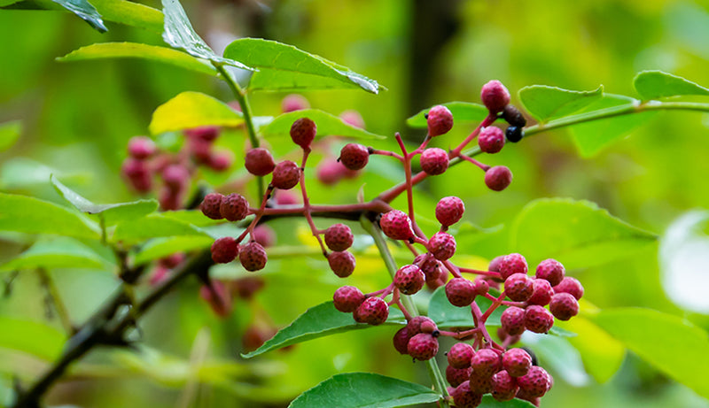 ENERGIZE - Prickly Ash Bark