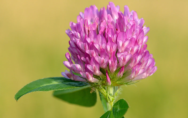 DE-PUFF - Red Clover Blossom