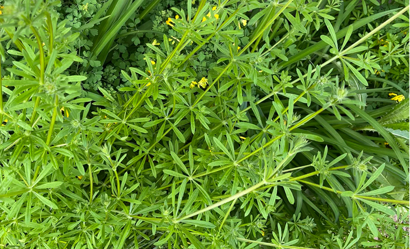 MOVE - Cleavers