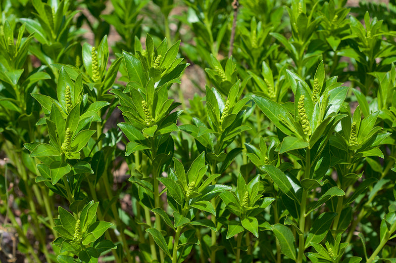 OPEN - Stillingia Root